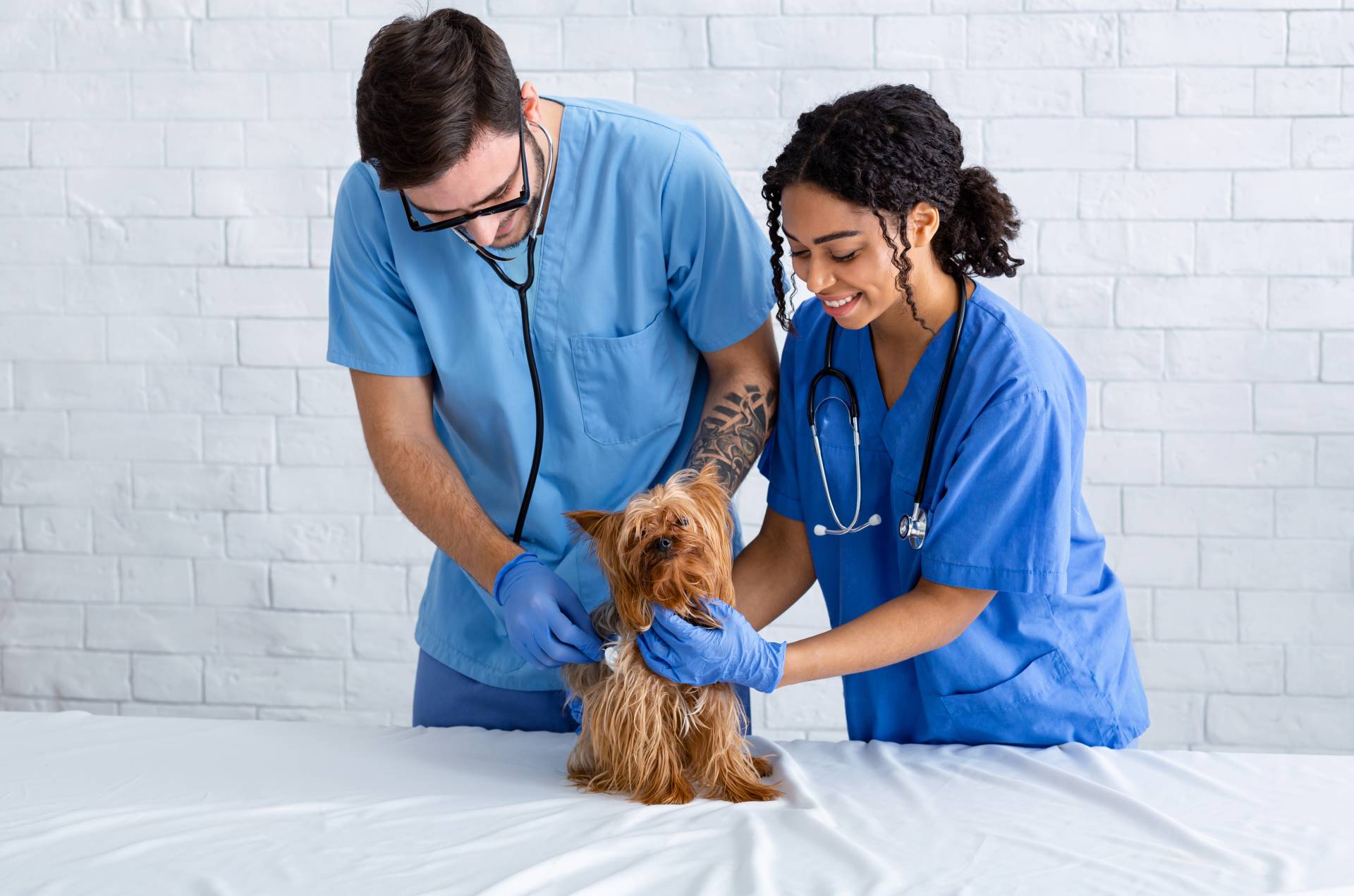 How To Make A Great Impression With A Vet Practice Website